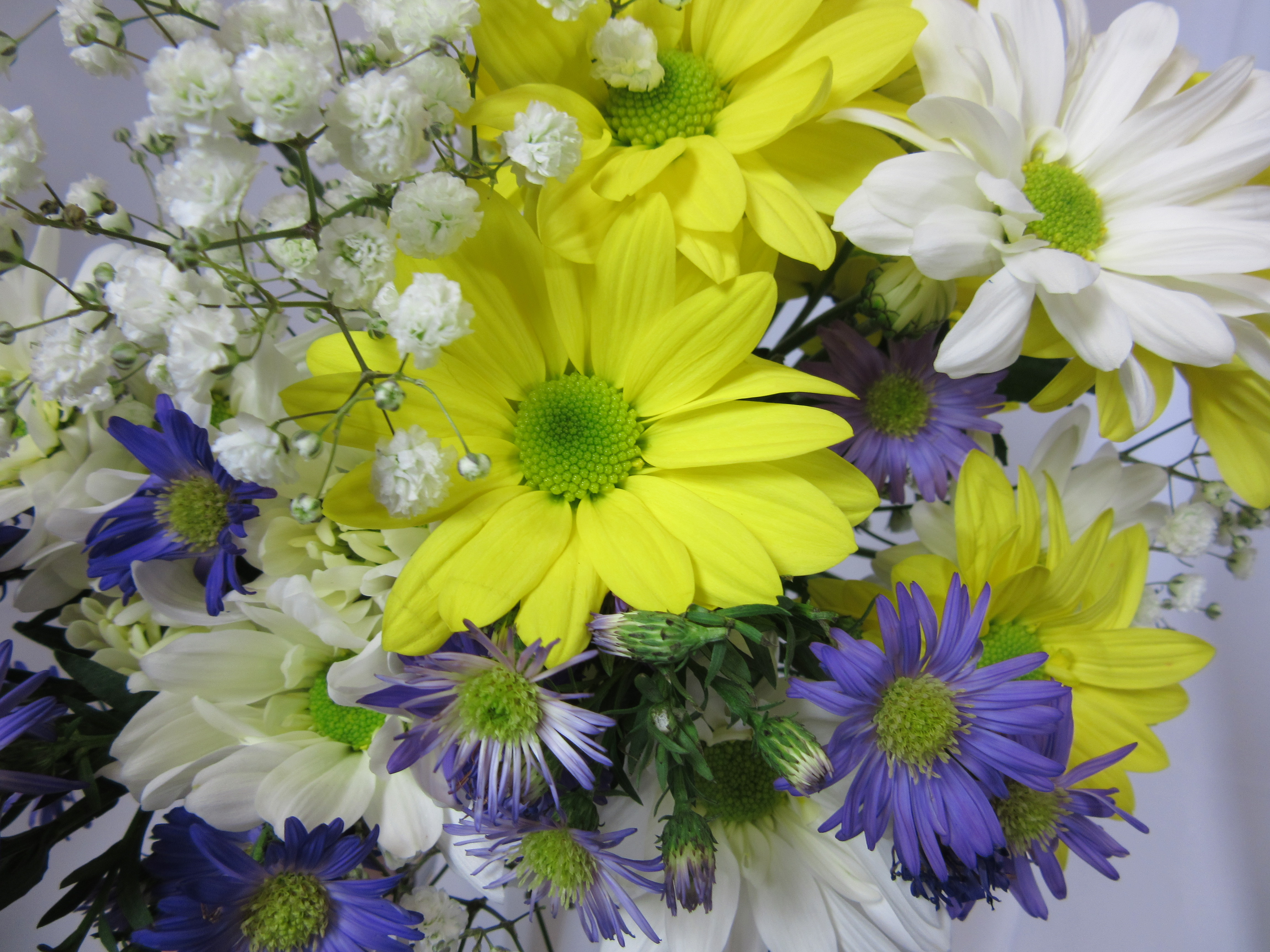 "A Daisy a Day" Cut Flowers - Sudbury Flower Delivery l ...