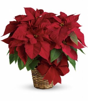 Poinsettia